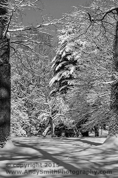 Evergreen in Snow, Valley Forge Park